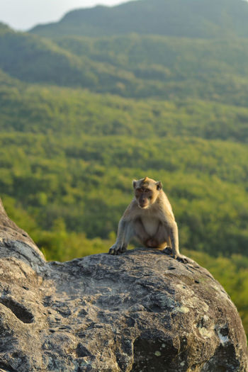Wild javanese monkey that stands on a rock with a view of the hills