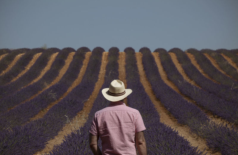 Rear view of adult man in hat on lavender fields. brihuega, spain