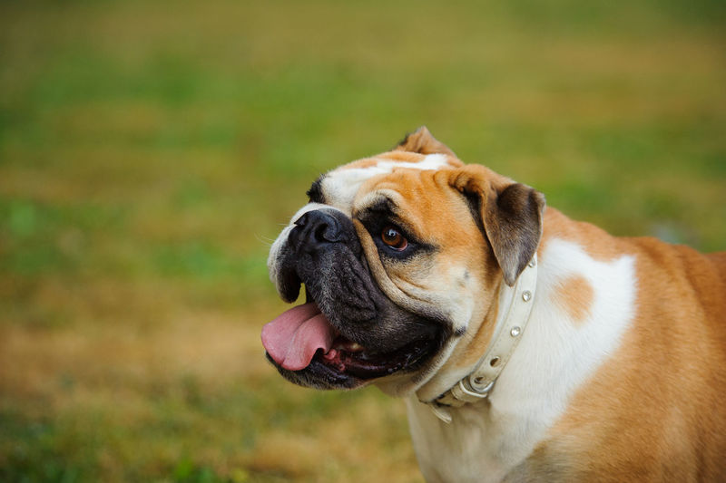 Close-up of english bulldog panting while standing on field