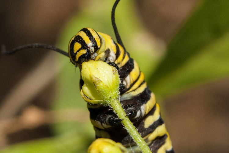Close-up of a caterpillar eating a flower bud