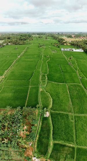 field
