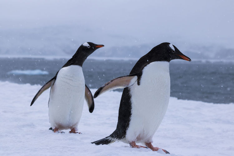 Two gentoo penguins at yankee harbour, antarctica.