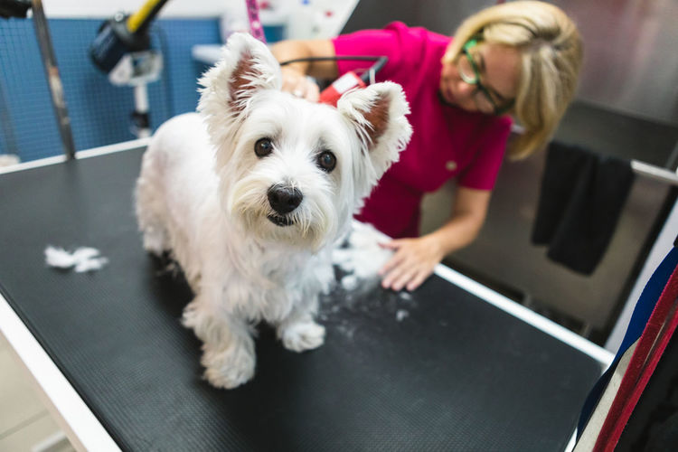 From above of crop female groomer in eyeglasses and uniform using trimmer during procedure with fluffy dog on grooming table
