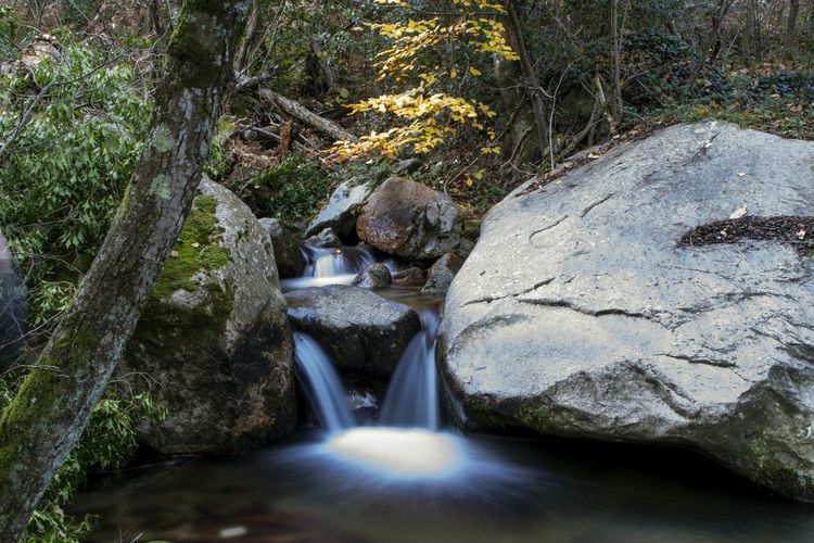Stream flowing through rocks in forest