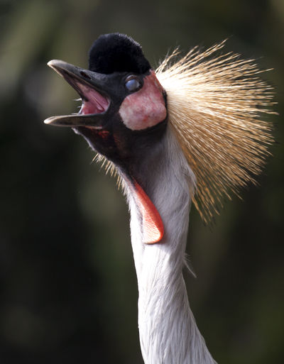 Close-up of grey crowned crane against blurred background