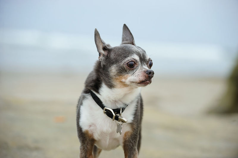Close-up of dog looking away while standing at beach