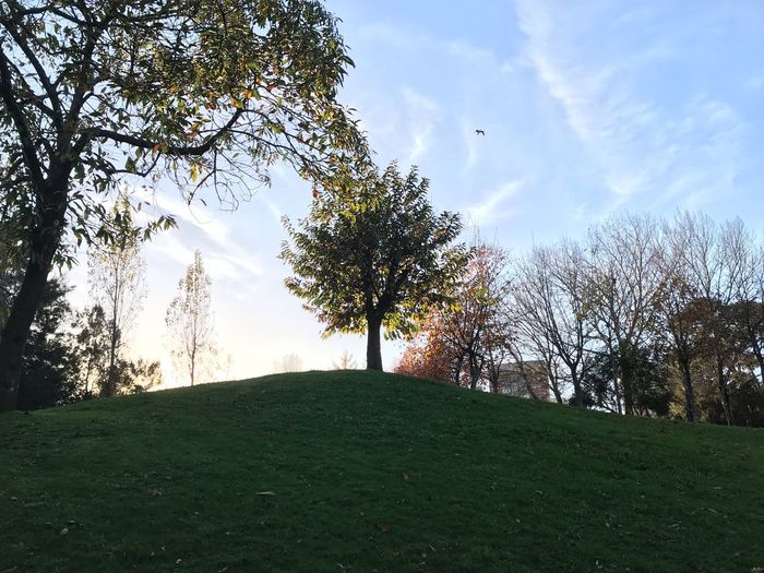 Trees on field against sky