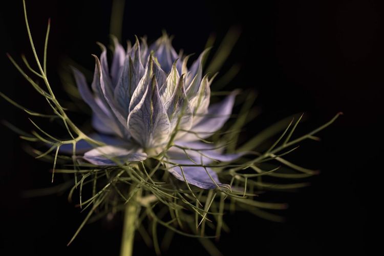 Close-up of purple flower against black background