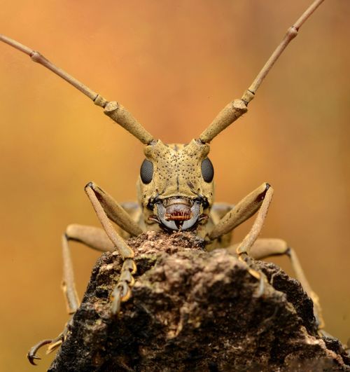 Close-up of longhorn beetle insect