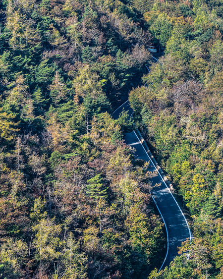 High angle view of road amidst trees in forest