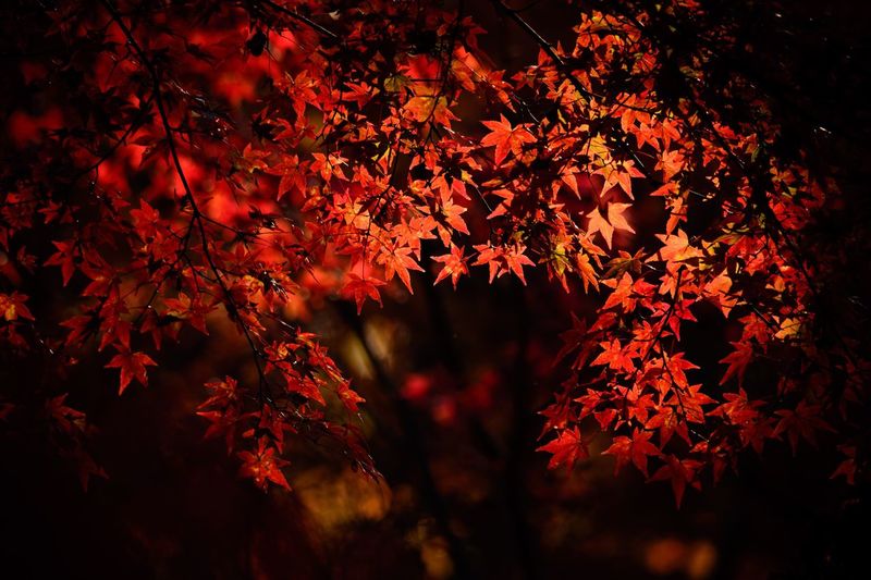 Maple leaves on tree at night