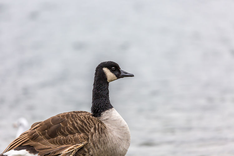 Close-up of a canadian goose