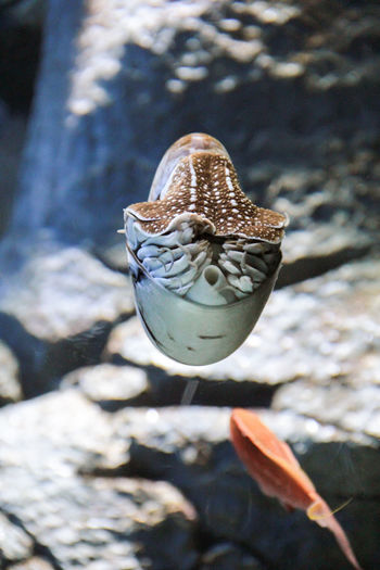 Nautilus floating in the sea