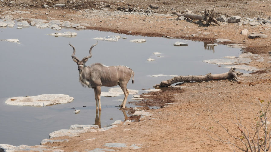 High angle view of kudu standing in water at etosha national park