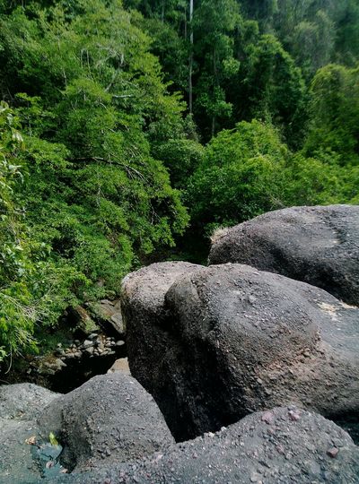 Rocks in forest