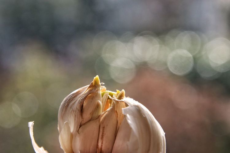 Close-up of garlic 