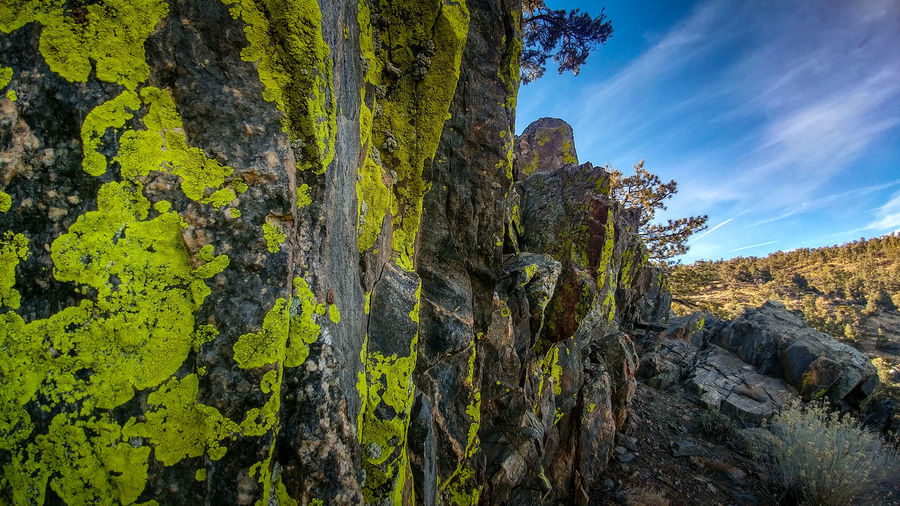 Low angle view of moss growing on rocks against sky