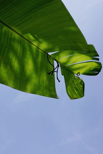 Low angle view of insect on leaves
