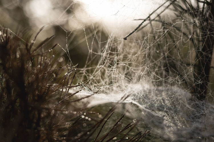 Close up of cobweb in dew
