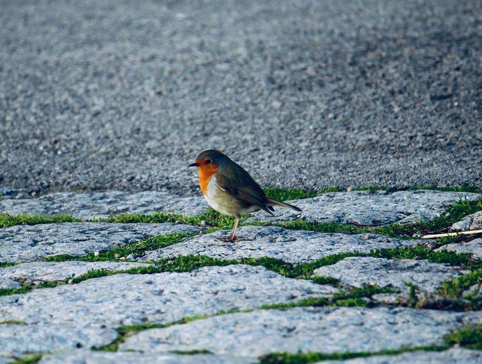 Bird perching on a ground