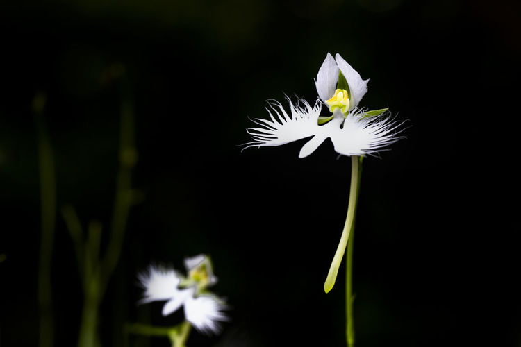 Close-up of white flowering plant
