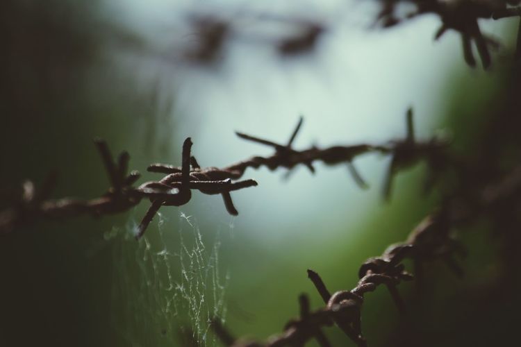 Close-up of wet barbed wire fence during rainy season