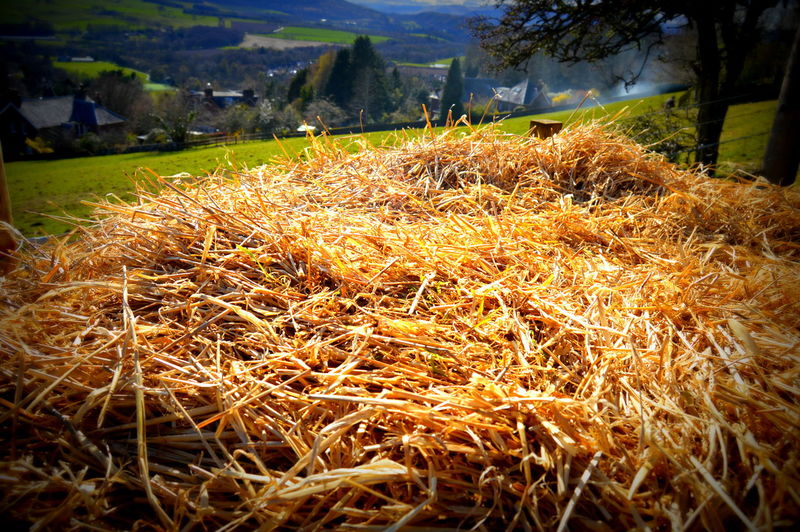 Close-up of hay in field