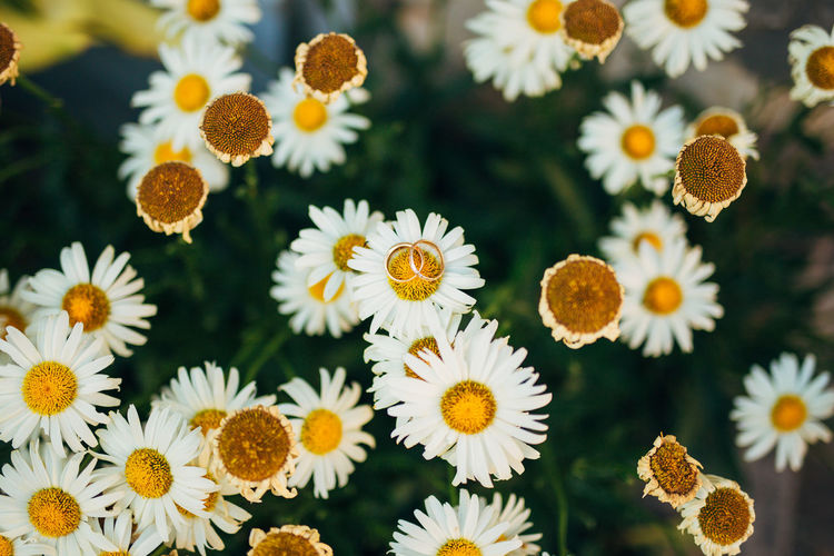 CLOSE-UP OF DAISY FLOWERS