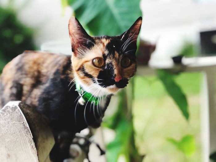Close-up portrait of cat looking at camera
