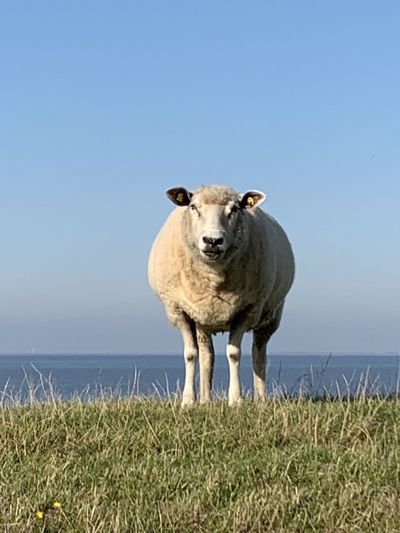 Portrait of sheep on land against sky