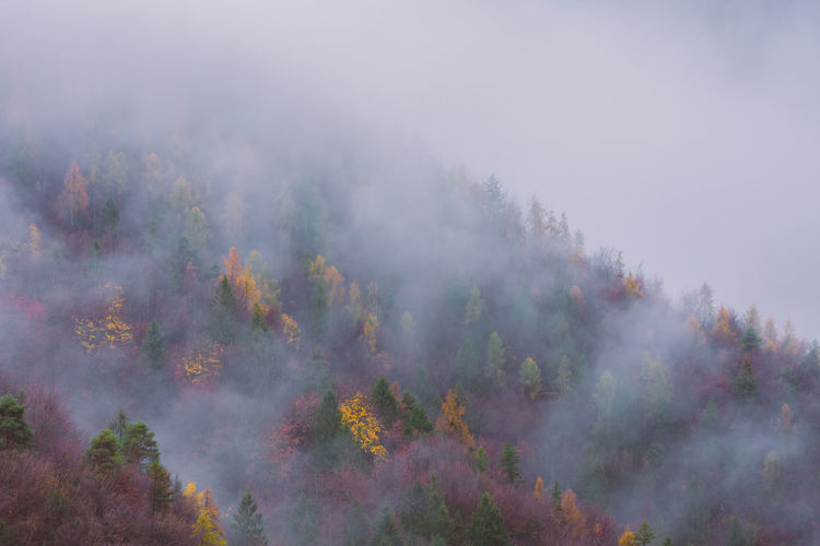 Scenic view of forest against sky
