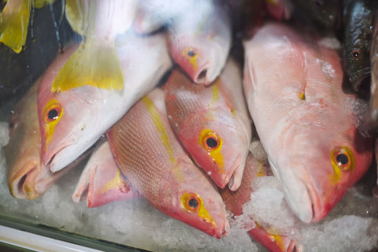 Close-up of fish frozen for sale in market