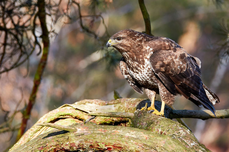 Close-up of eagle perching on rock