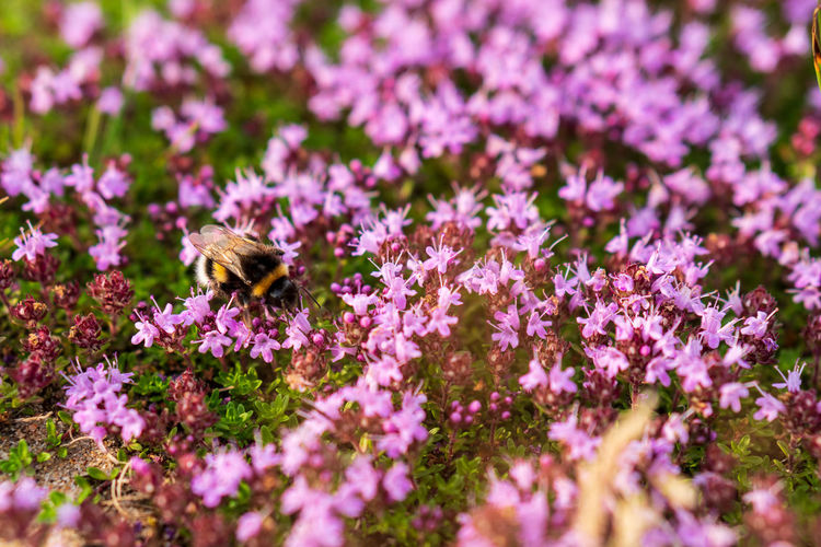 Close-up of bee pollinating on pink flowering plants