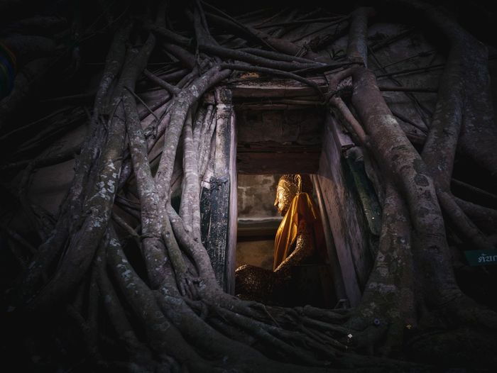 Low angle view of buddha statue seen through doorway amidst roots