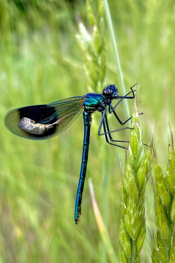 dragonflies and damseflies