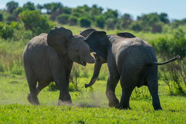 Two young elephants play fight in grass