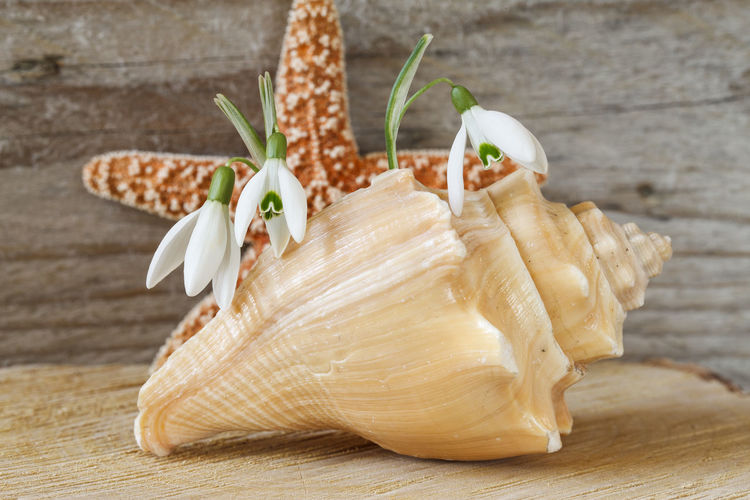 Close-up of snowdrops on seashell against dry star fish
