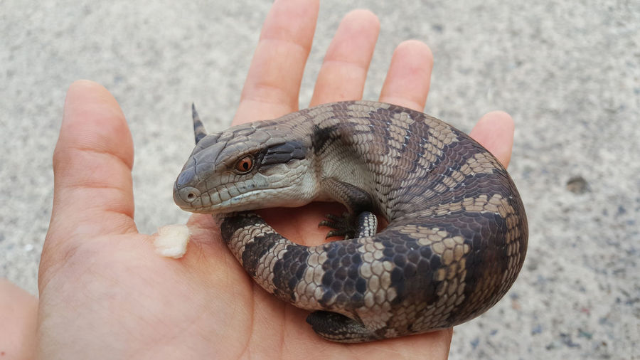 Blue-tongued skinks or lizard holding on palm. known as blueys, not venomous,  skink family. 