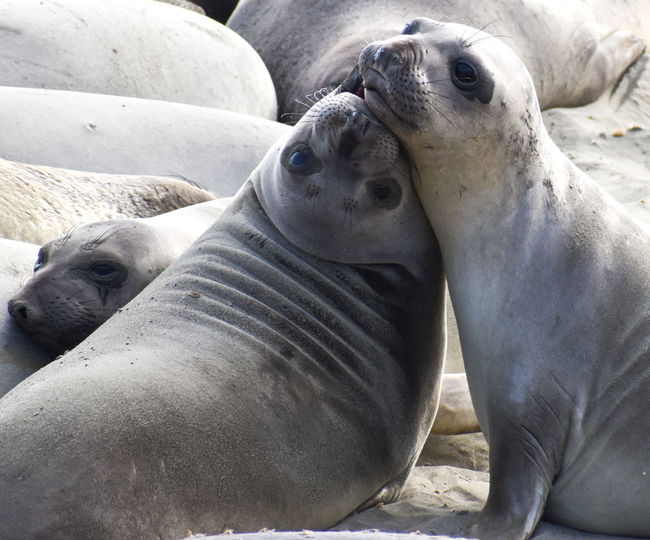 Two adorable cute seal pups snuggle and being affectionate with one and another on sandy beach