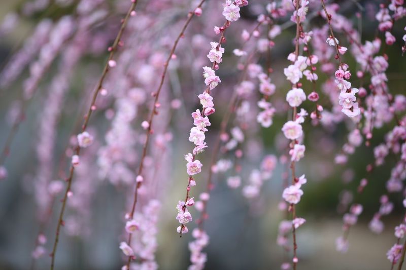 Close-up of pink flowers