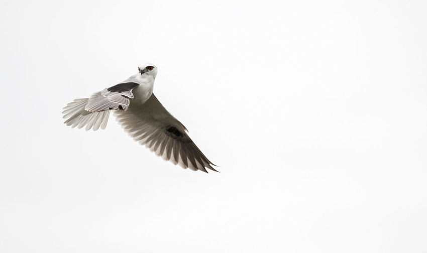Low angle view of black-shouldered kite flying in clear sky
