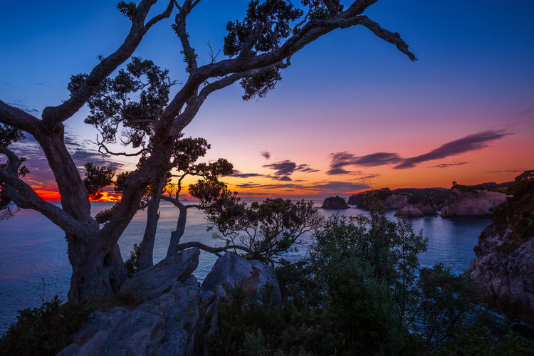 Scenic view of tree against sky during sunset