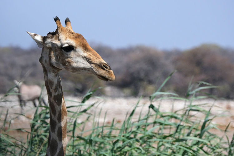 Giraffe in etosha national park, namibia