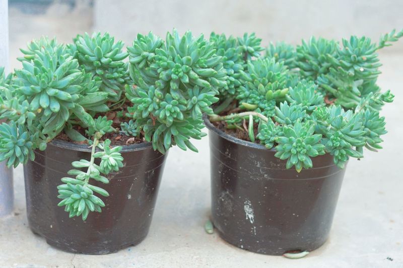 plant