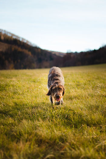 Running hunting dog across a field near a forest looking for the right scent trail. cesky fousek