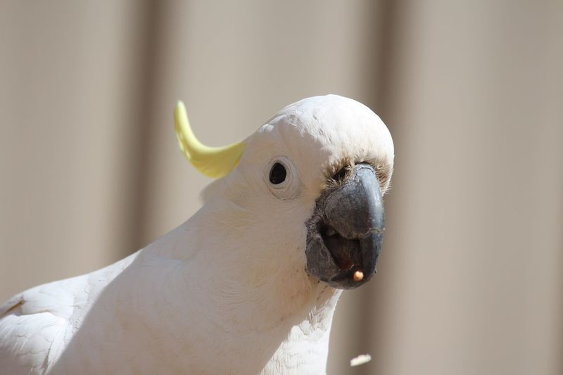 Close-up of cockatoo