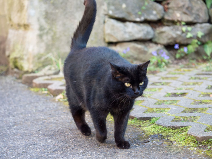 Portrait of black cat on footpath