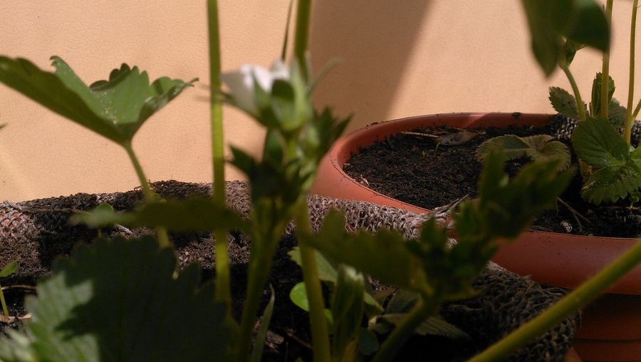 Close-up of small potted plant