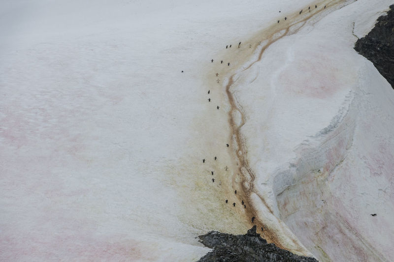 Penguin highway on a glacier, pink snow algae and chinstrap penguins, antarctica.  